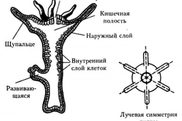 Как зайти на кракен